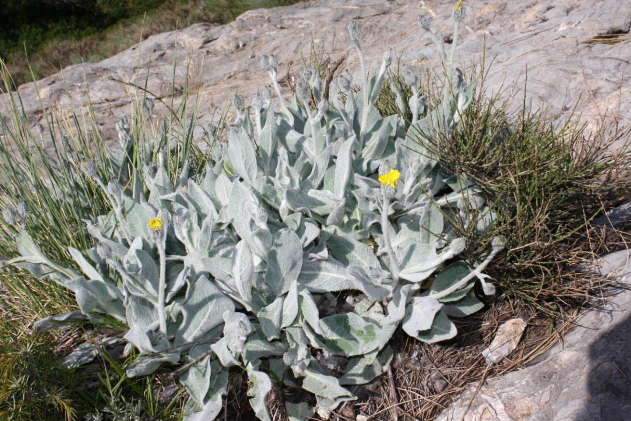 Hieracium tomentosum  / Sparviere lanoso